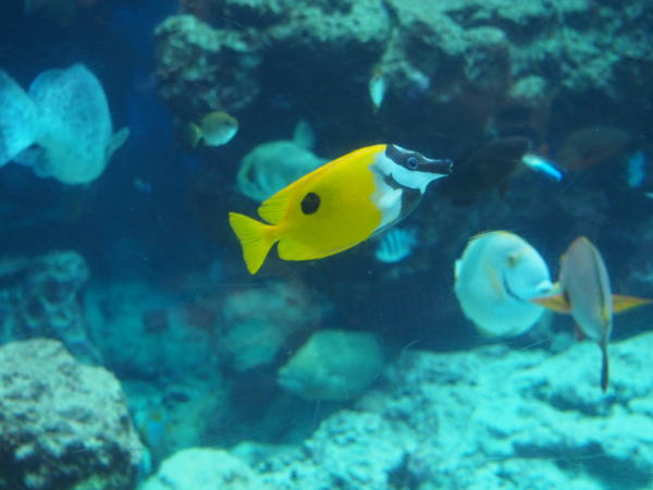 沖縄の海熱帯魚