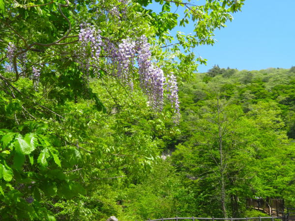 鬼首間欠泉フジ花