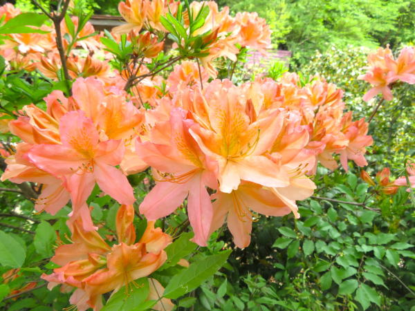 鬼首間欠泉レンゲツツジ花