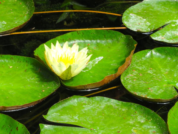 鬼首間欠泉スイレン花