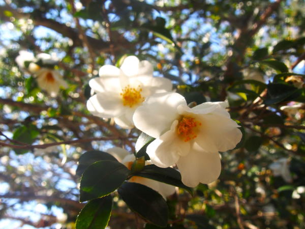 大窪寺サザンカ花