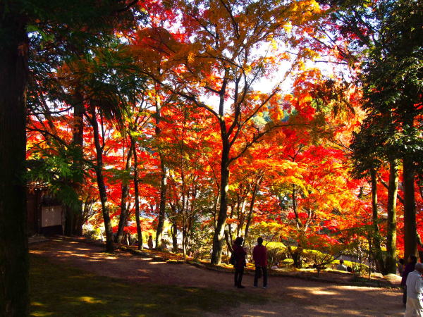 大窪寺紅葉