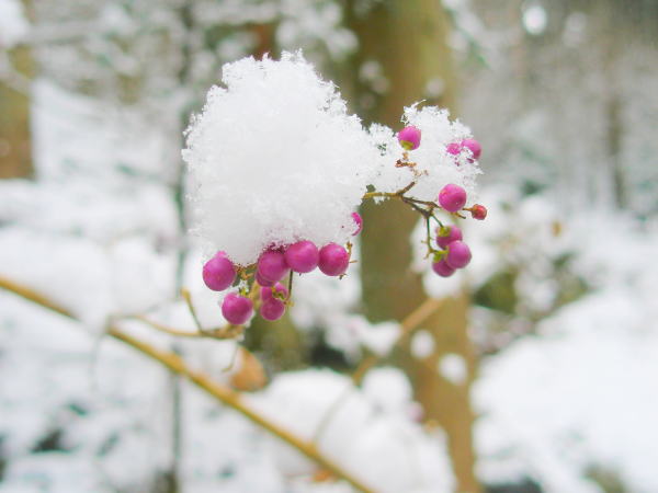 音無の滝近くのムラサキシキブ実
