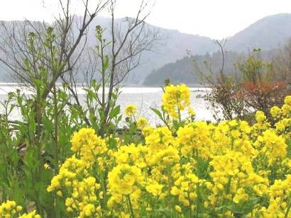 余呉湖と菜の花写真