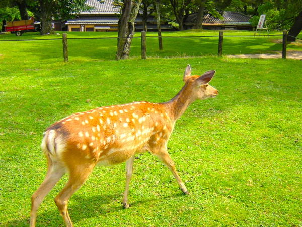 奈良公園シカ