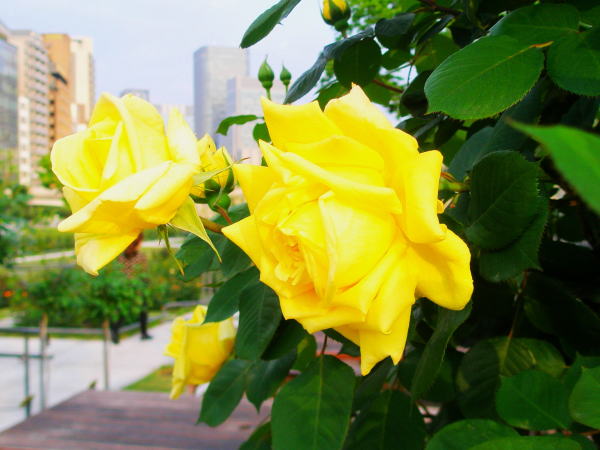 中之島公園バラ園