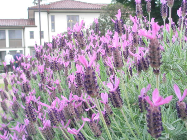 港の見える丘公園フレンチラベンダー