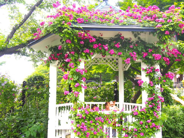 港の見える丘公園バラ花