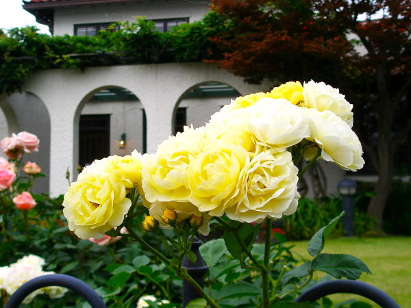 港の見える丘公園バラ花
