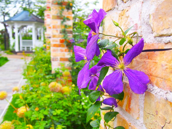 港の見える丘公園クレマチス