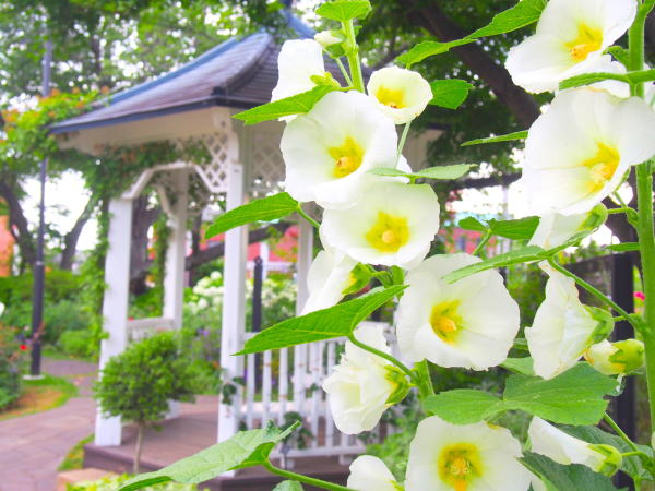 港の見える丘公園タチアオイ