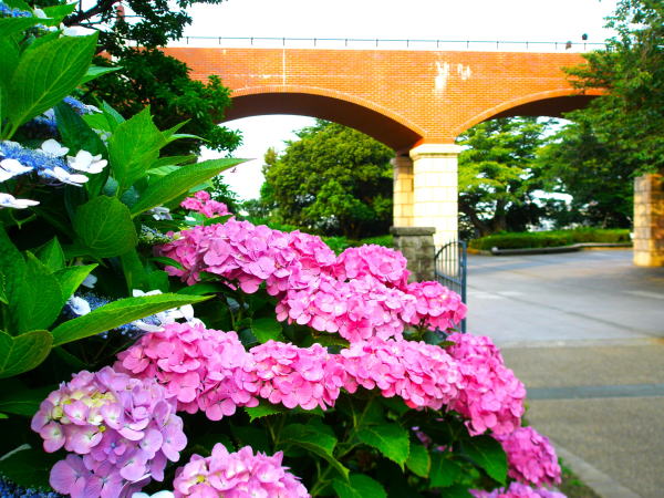 港の見える丘公園アジサイ