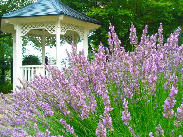 港の見える丘公園ラベンダー