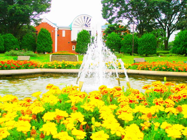 港の見える丘公園マリーゴールド花