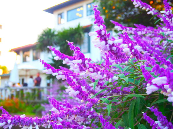 港の見える丘公園サルビアレウカンサ花