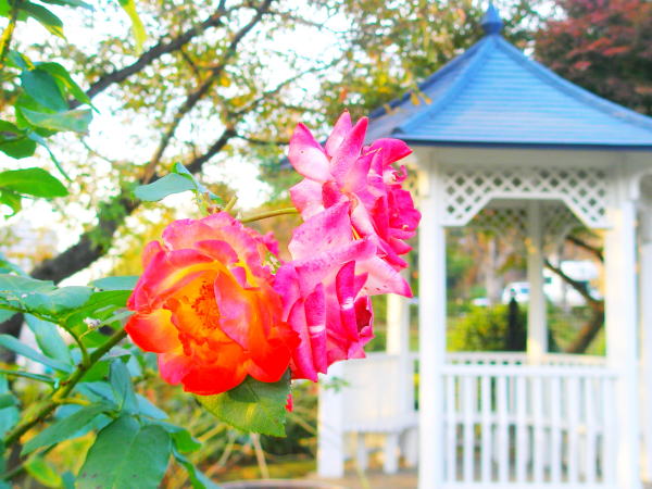港の見える丘公園秋バラ
