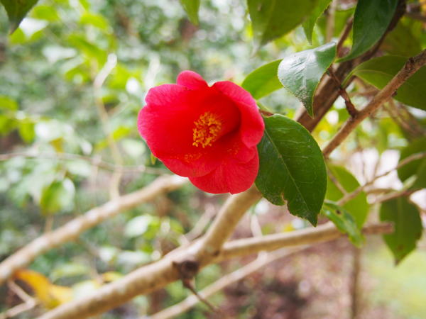 ���}�@���u�c�o�L��