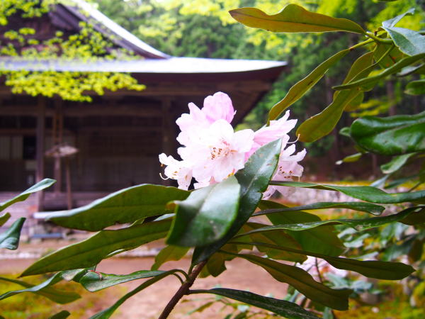 ���}�@�V���N�i�Q��