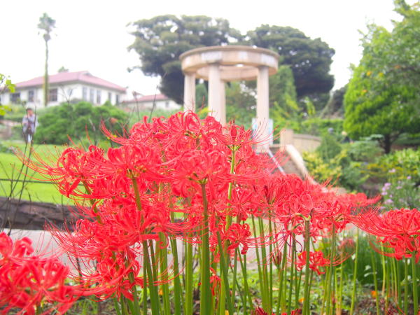 赤色のヒガンバナ花画像