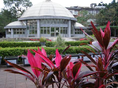 台北植物園の圓形温室と珠蕉・ Cordyline fruticosaの写真