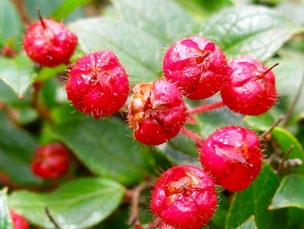 アカモノの赤色の実