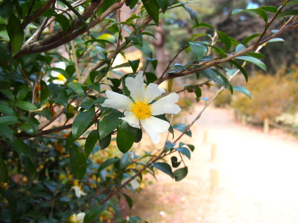 六義園庭園サザンカ花