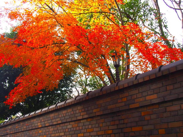 六義園庭園紅葉