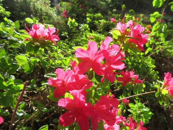 寒河江公園ヤマツツジ花