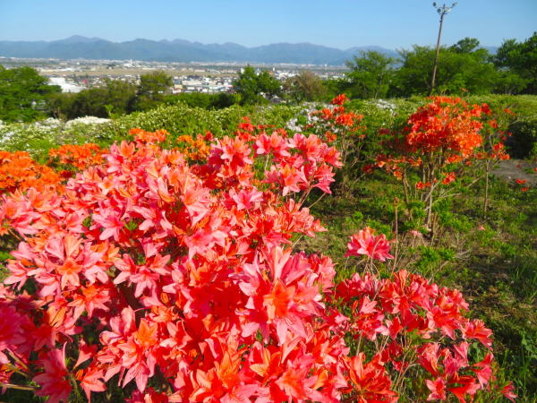 寒河江公園レンゲツツジ