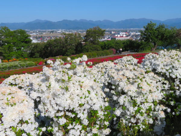 寒河江公園ツツジ花