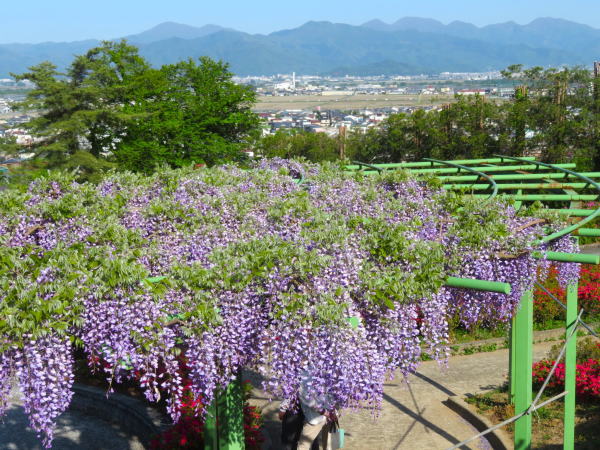 寒河江公園藤棚