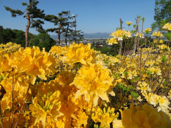 寒河江公園キレンゲツツジ花