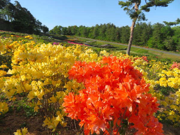 寒河江公園キレンゲツツジ花