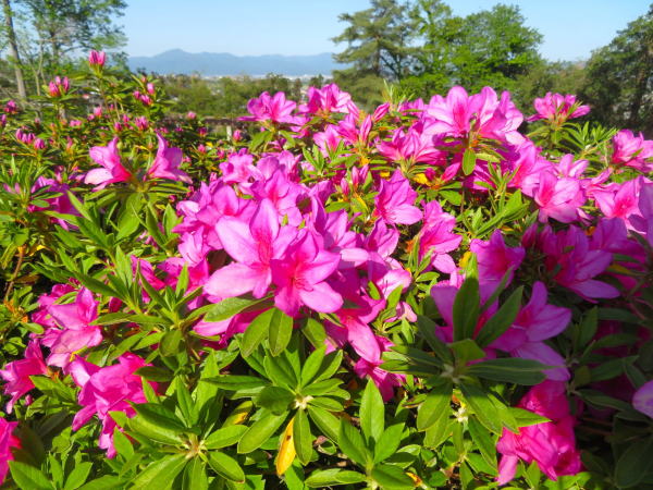 寒河江公園オオムラサキツツジ花