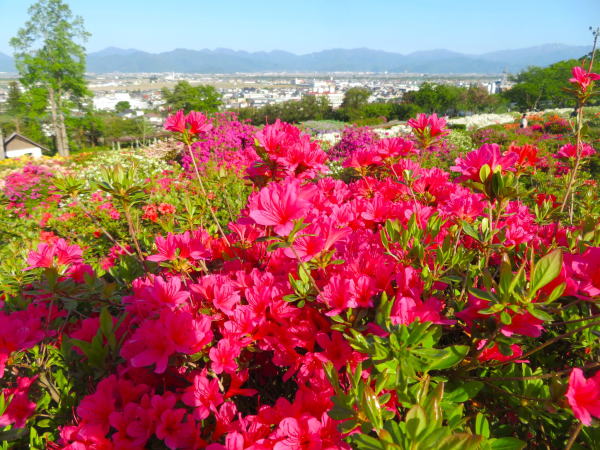 寒河江公園ツツジ花