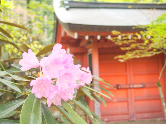 Kyoto Ohara Flower