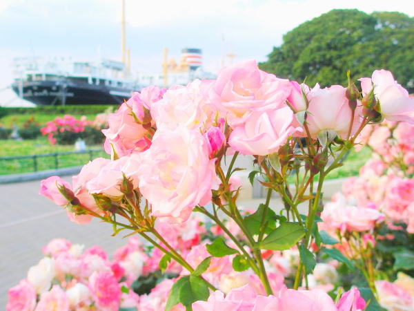 氷川丸とバラ