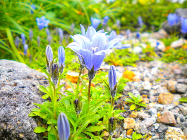 �����C���M�L���E