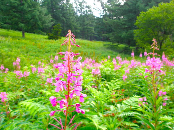 �u�ꍂ�����i�M����