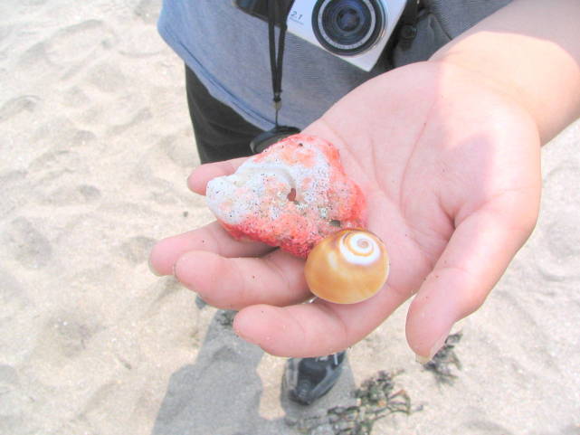 七里ヶ浜海岸貝殻画像