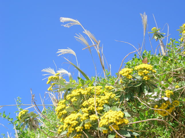七里ヶ浜海岸に咲くイソギク花画像