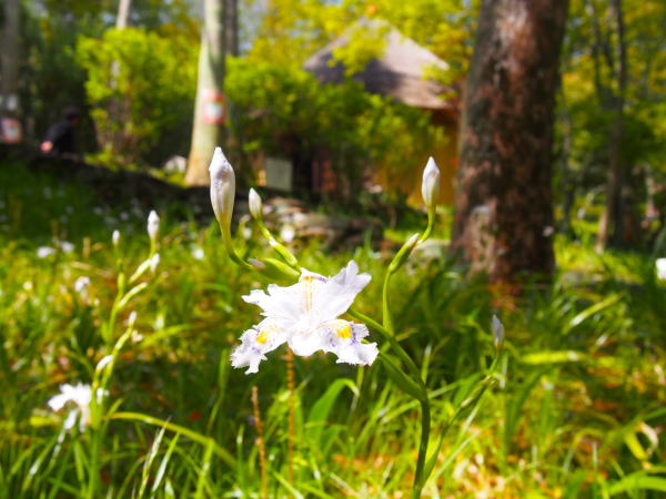 �l�����V���K��