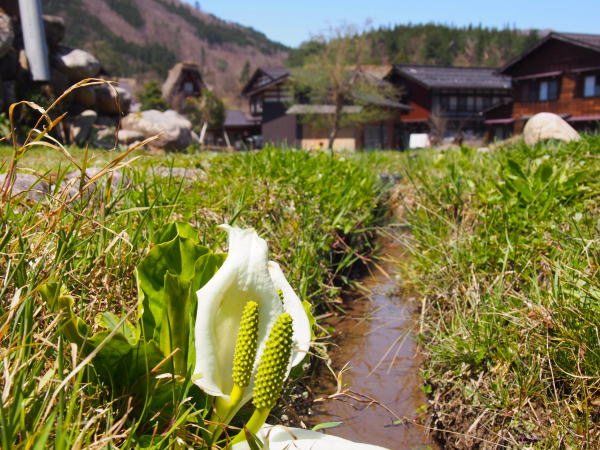 ���싽�~�Y�o�V���E�̉�