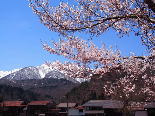 桜花写真