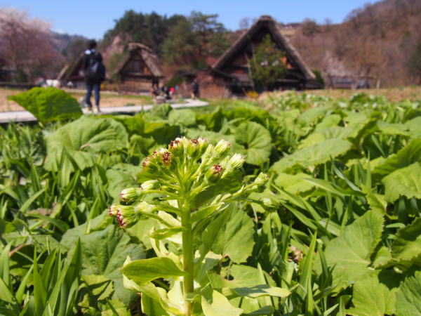 ���싽�t�L�̉�