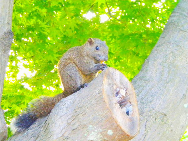 ���q�^�C�������X