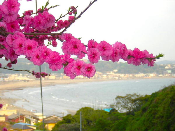 湘南の海極楽寺坂切通