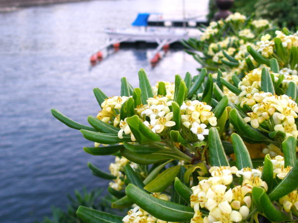 湘南の海逗子海岸