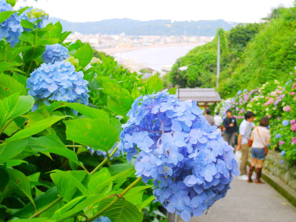 湘南の海成就院