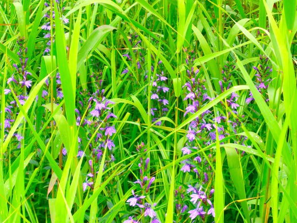 サワギキョウ睡蓮沼